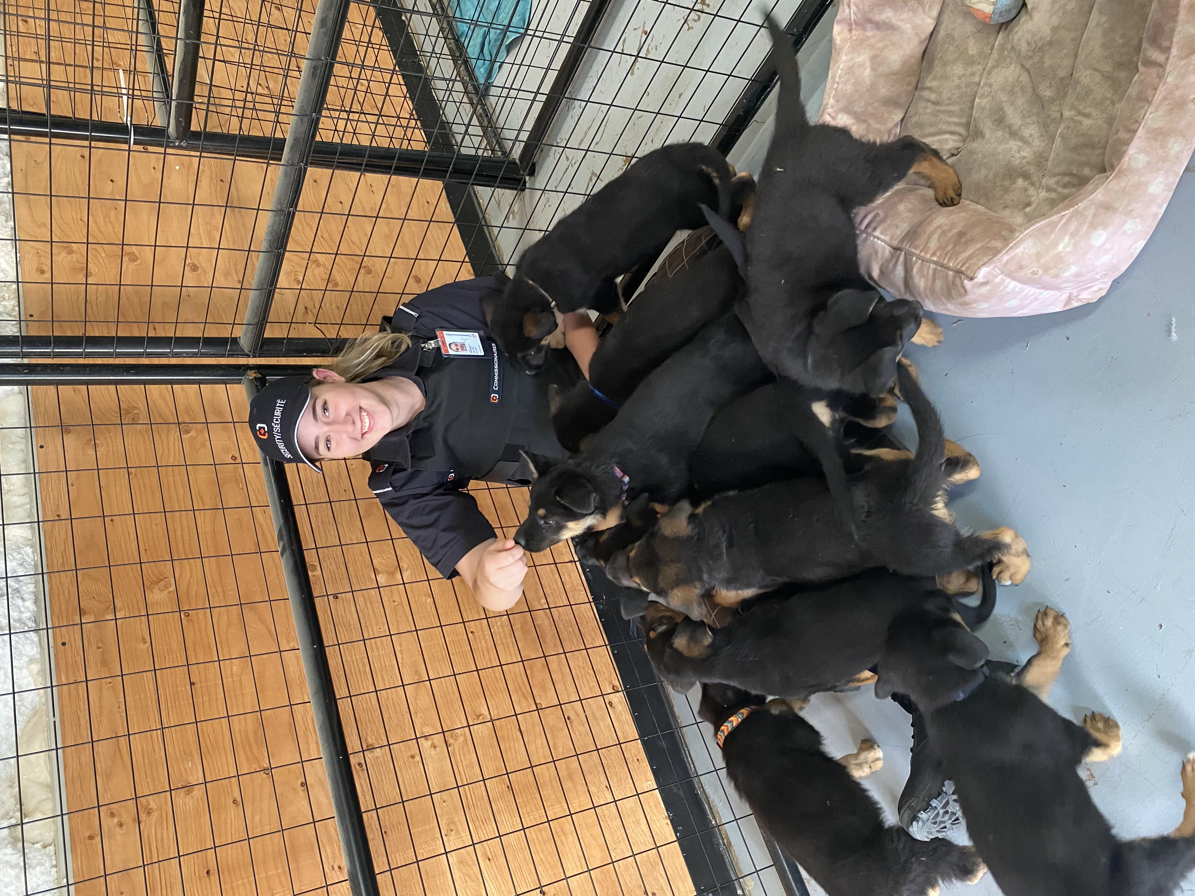Dog Control Officer feeding puppies