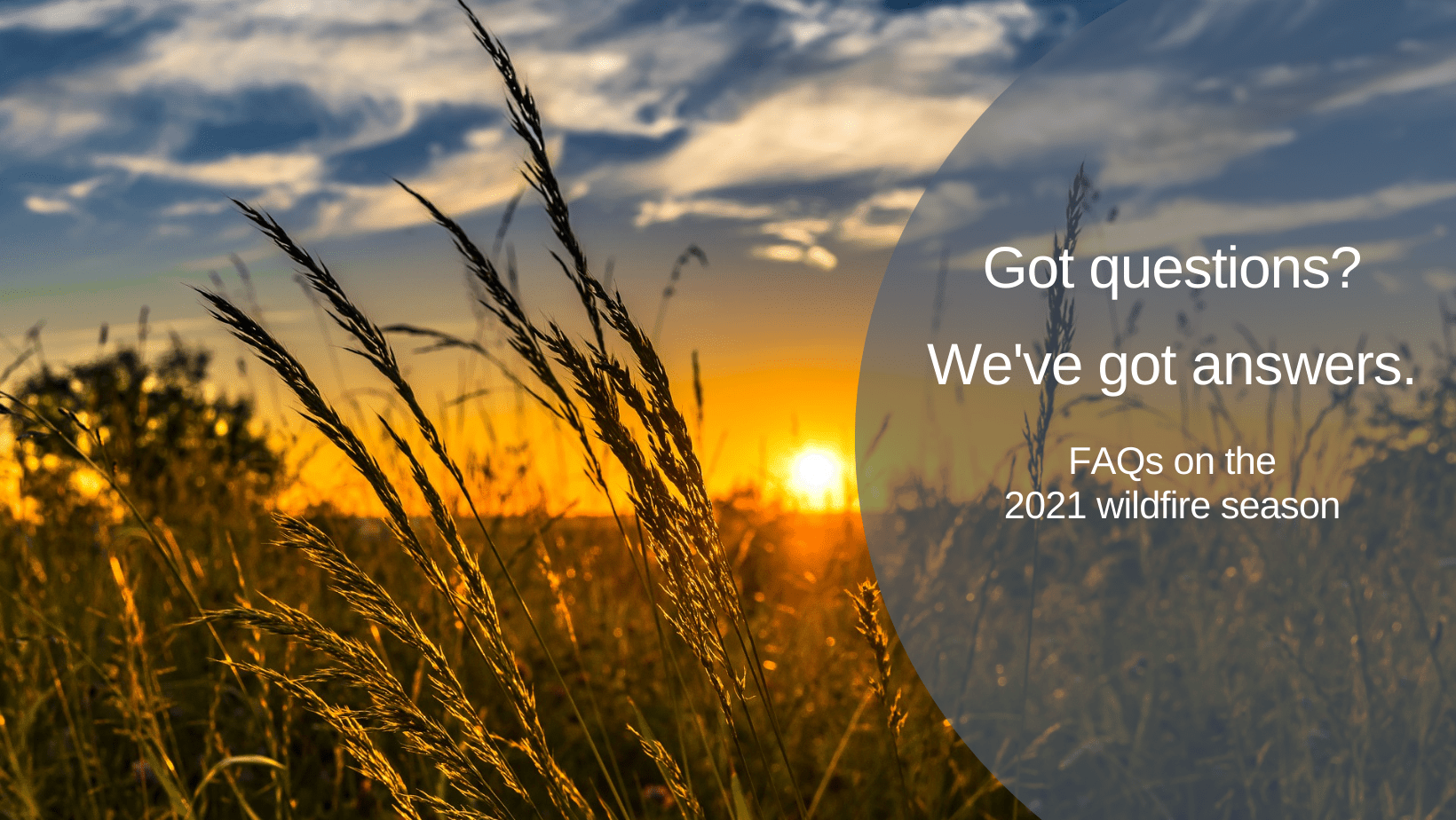 Wheat field with sunset