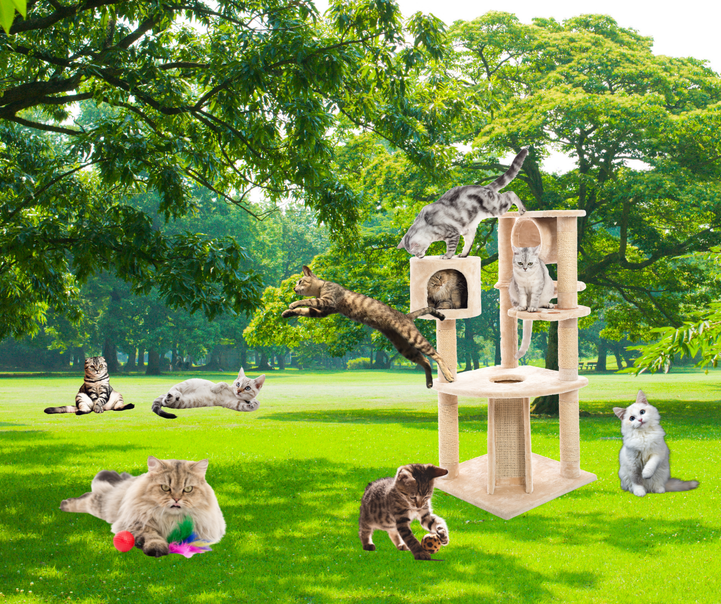 off-leash cat park