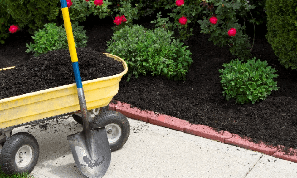 Wheelbarrow full of compost and a garden bed